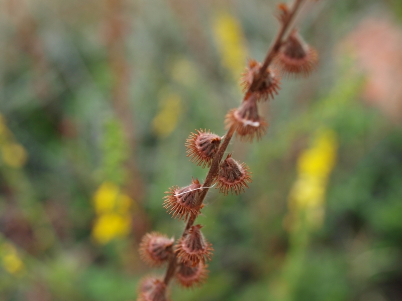Agrimonia eupatoria